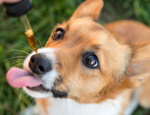 CBD Oil for Dogs: What You Need To Know