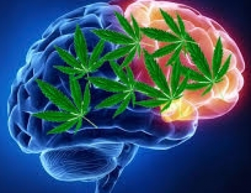 PRESS RELEASE: Nearly One in Three Migraine Sufferers Have Used Cannabis for Symptom Management, Most Report It to Be Effective