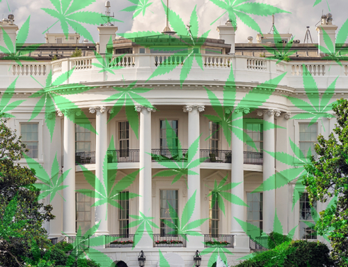 The Post-Election Landscape for the Cannabis Industry